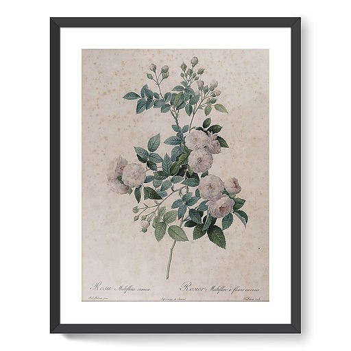 Multiflower rose with meat flowers (framed art prints)
