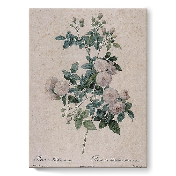 Rosier multifleurs à fleurs carnées (toiles sur châssis)