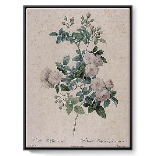 Multiflower rose with meat flowers (framed canvas)