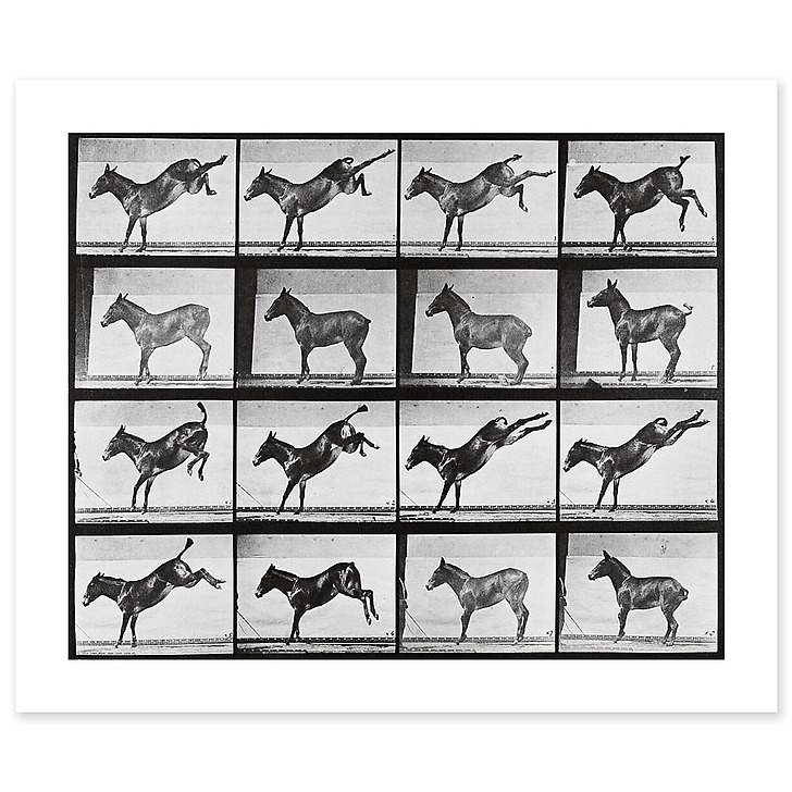 Animal Locomotion : Ruade d'un âne (affiches d'art)