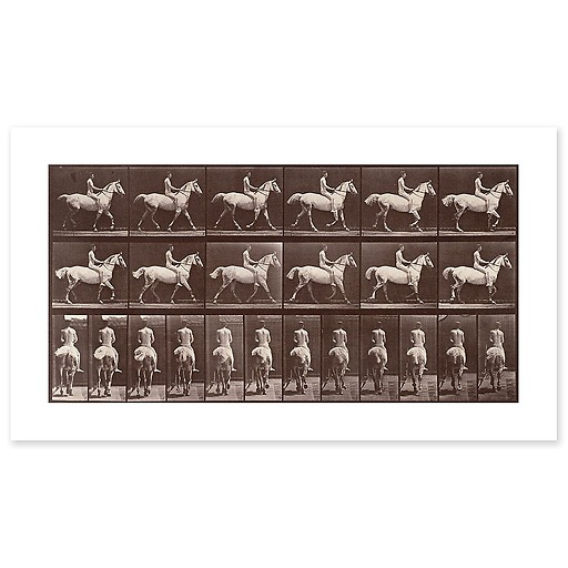 Animal Locomotion: White horse at the step (canvas without frame)