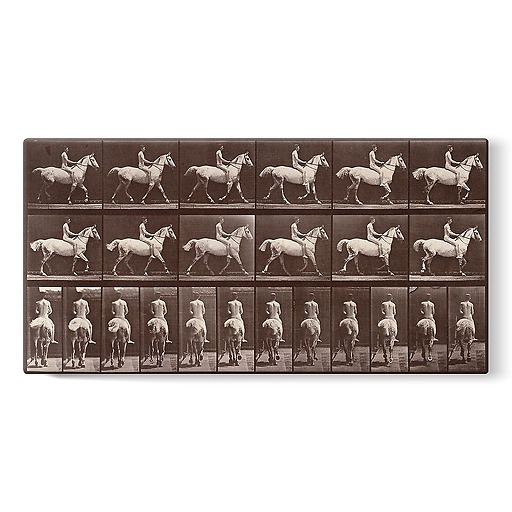 Animal Locomotion: White horse at the step (stretched canvas)