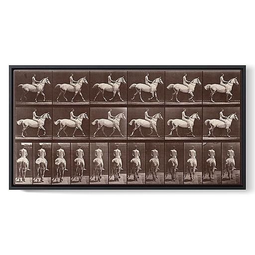Animal Locomotion: White horse at the step (framed canvas)