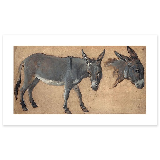 Donkey study (art prints)