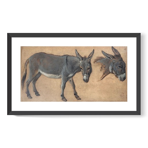 Donkey study (framed art prints)