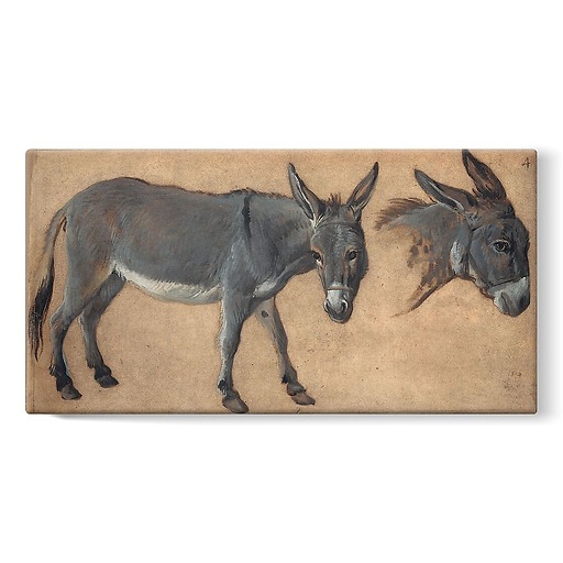 Donkey study (stretched canvas)