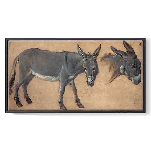 Donkey study (framed canvas)