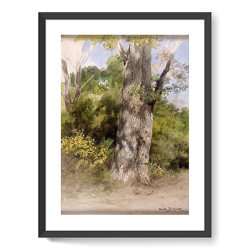 The Big Oak-recto (framed art prints)