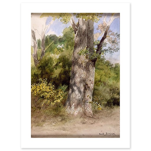 The Big Oak-recto (canvas without frame)