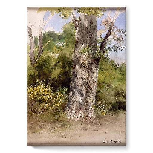 The Big Oak-recto (stretched canvas)