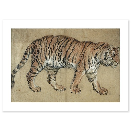 Tigre marchant vers la droite (affiches d'art)