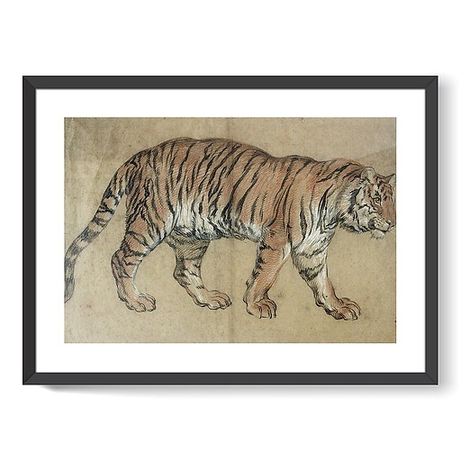 Tiger walking to the right (framed art prints)