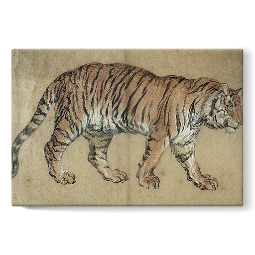 Tiger walking to the right (stretched canvas)