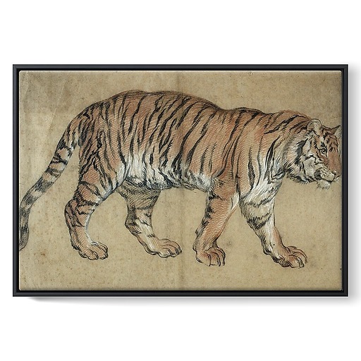 Tiger walking to the right (framed canvas)