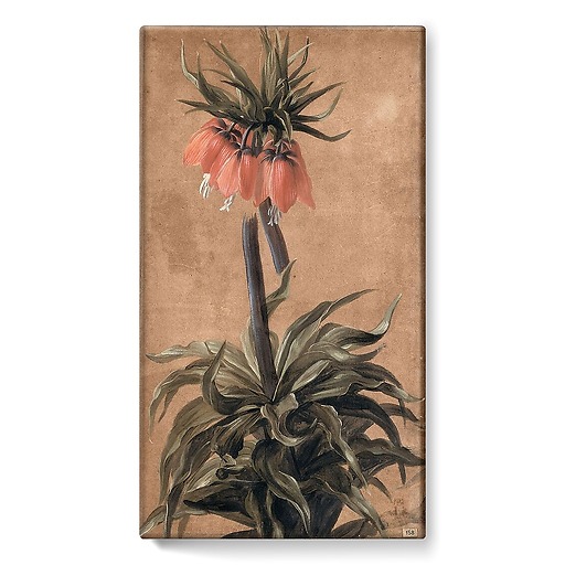 Fritillary (stretched canvas)