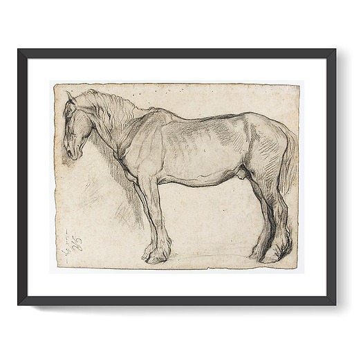 Horse study (framed art prints)
