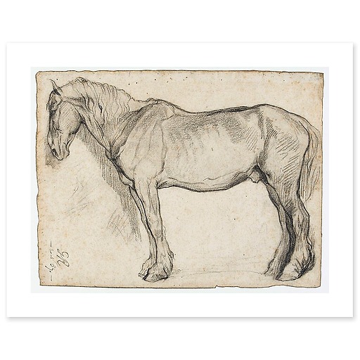 Horse study (canvas without frame)