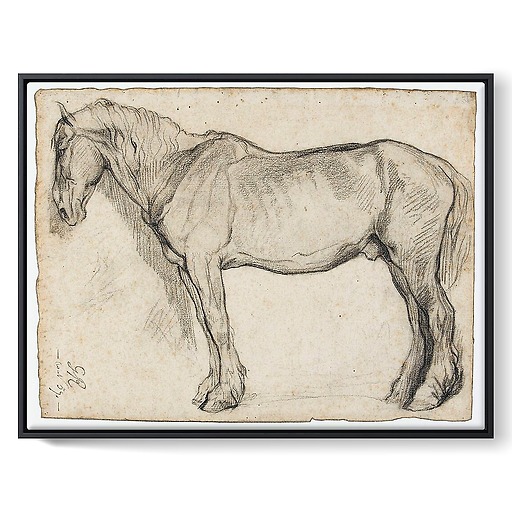 Horse study (framed canvas)