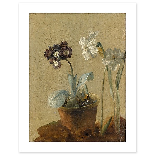 Still life of narcissus and stachys byzantina (art prints)