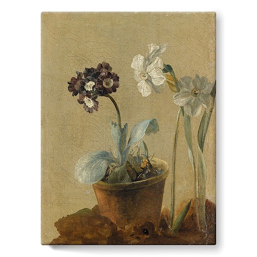 Still life of narcissus and stachys byzantina (stretched canvas)