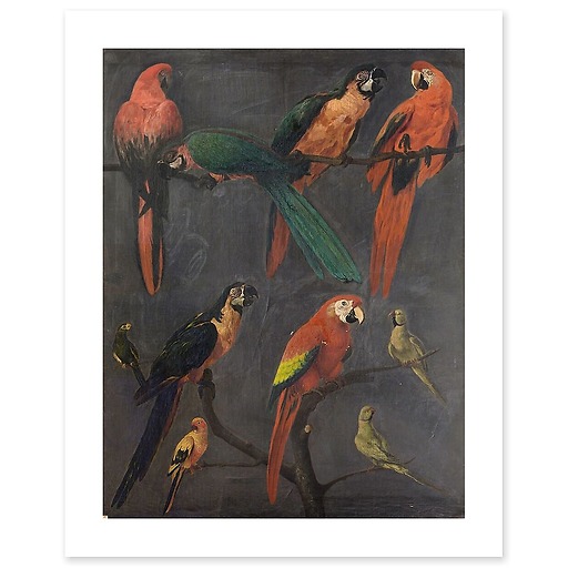 Macaws and parakeets (art prints)