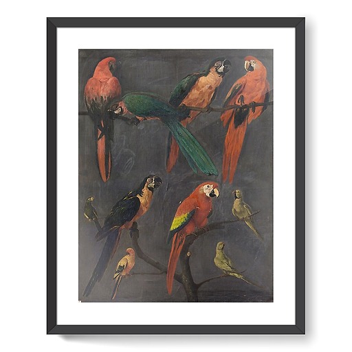 Macaws and parakeets (framed art prints)