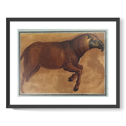 Tapir (framed art prints)