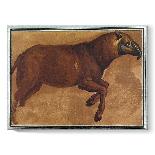 Tapir (stretched canvas)