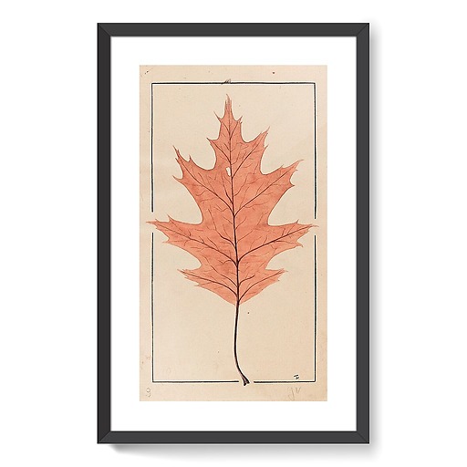 American Red Oak (framed art prints)