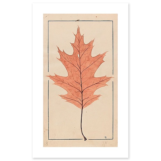 American Red Oak (canvas without frame)
