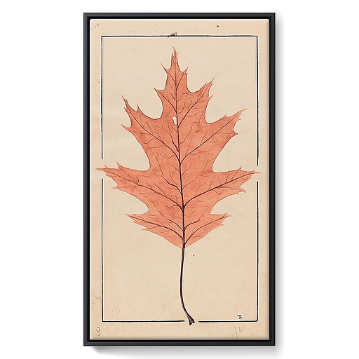American Red Oak (framed canvas)