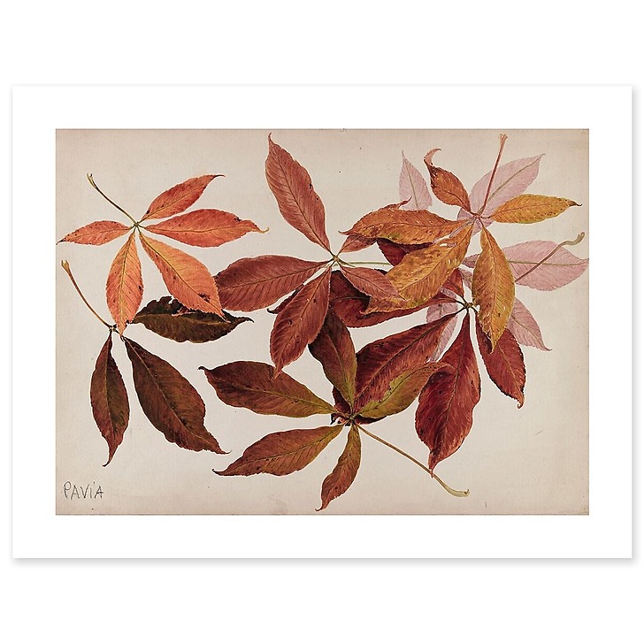 Pavia (chestnut tree) (canvas without frame)
