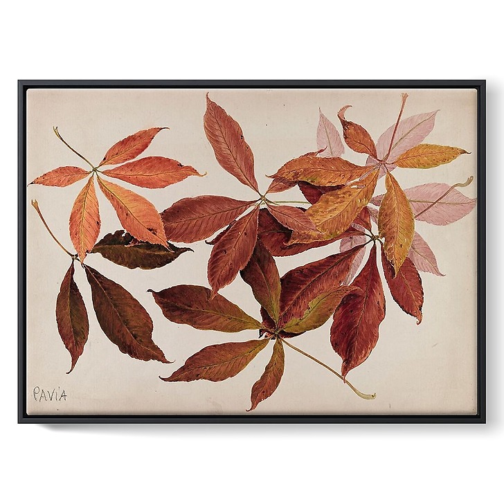 Pavia (chestnut tree) (framed canvas)