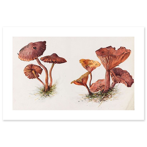 Mousserons and chanterelles (canvas without frame)