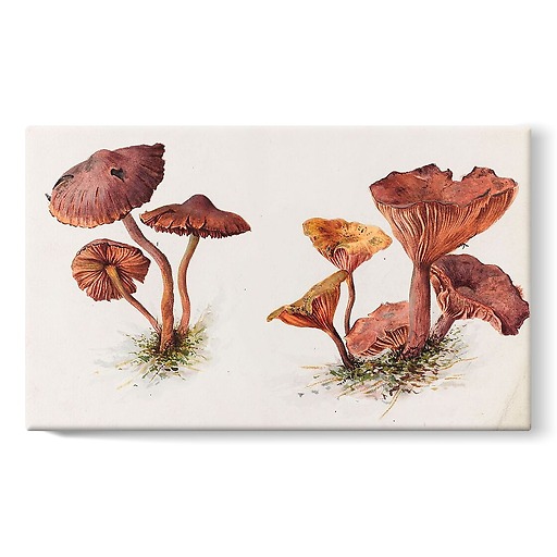 Mousserons and chanterelles (stretched canvas)