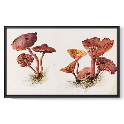 Mousserons and chanterelles (framed canvas)