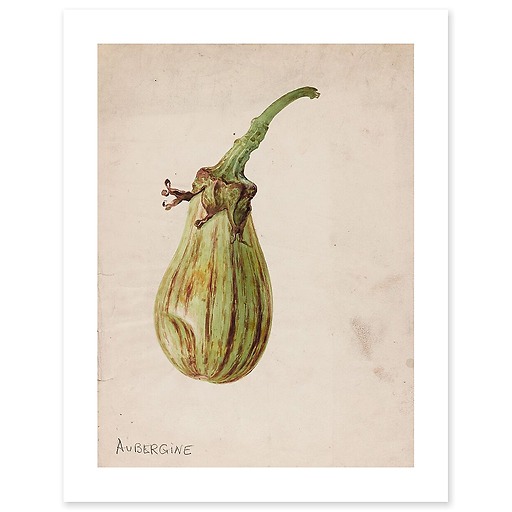 Aubergine - Solanum melongena (affiches d'art)