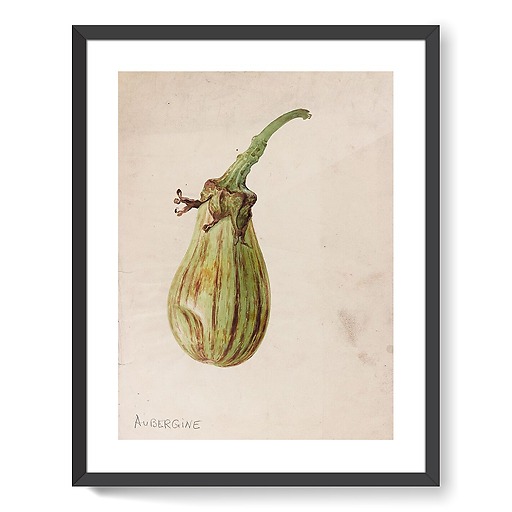 Aubergine - Solanum melongena (affiches d'art encadrées)