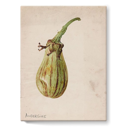 Eggplant - Solanum melongena (stretched canvas)