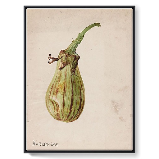 Eggplant - Solanum melongena (framed canvas)