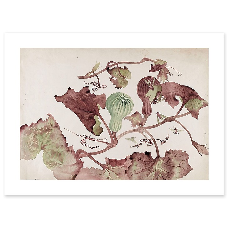 Squash and wasps (art prints)
