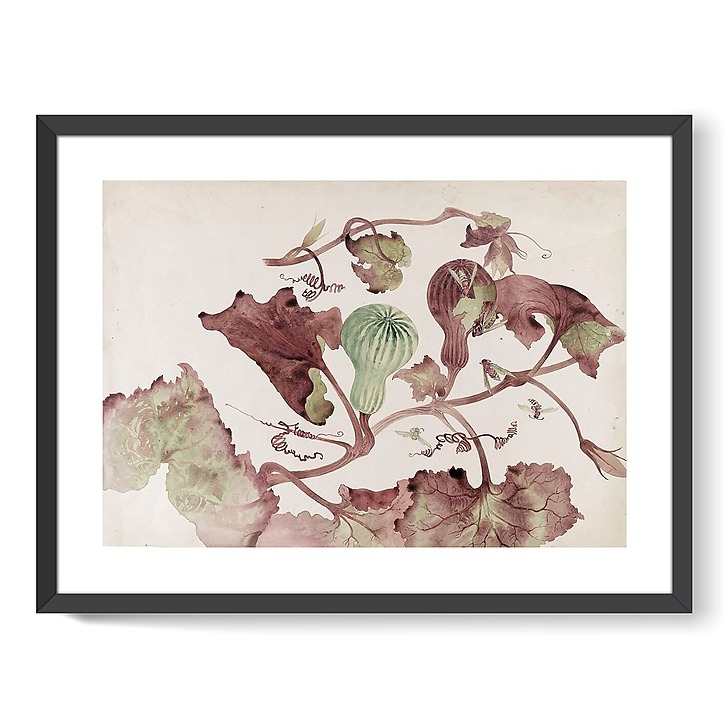Squash and wasps (framed art prints)