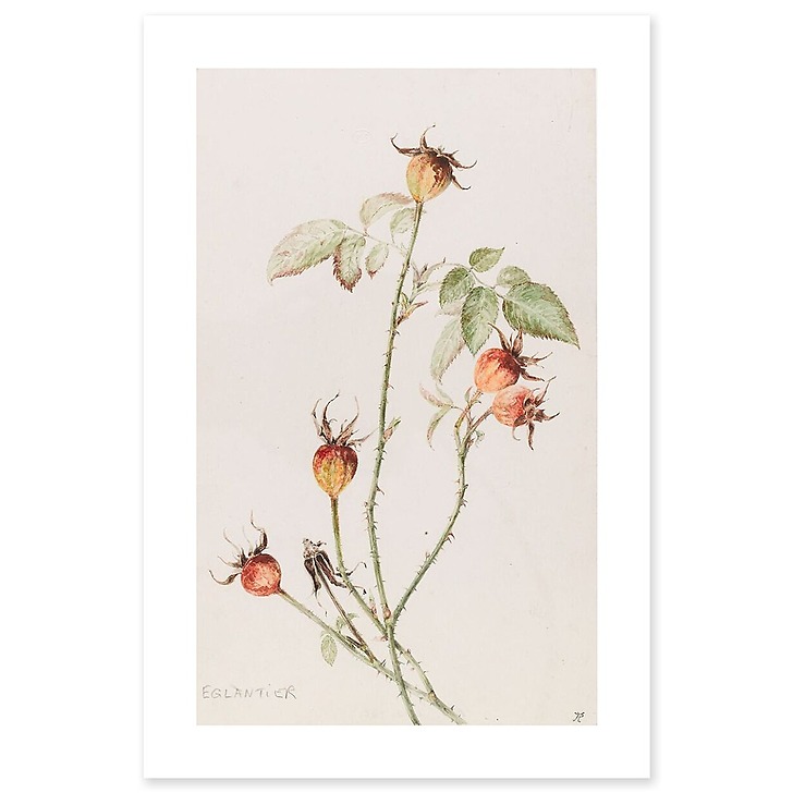 Eglantier - Rosa (affiches d'art)