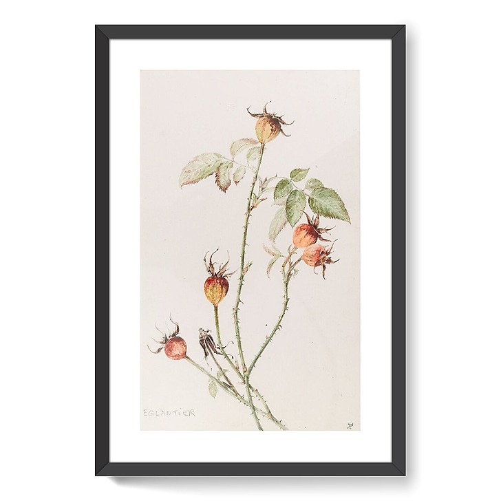 Eglantier - Rosa (affiches d'art encadrées)