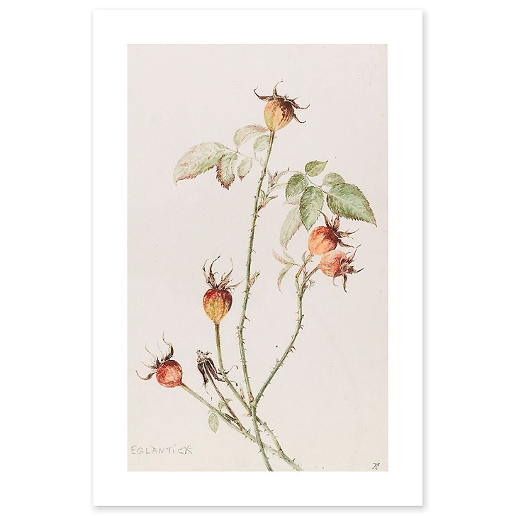 Rosehip - Rosa (canvas without frame)