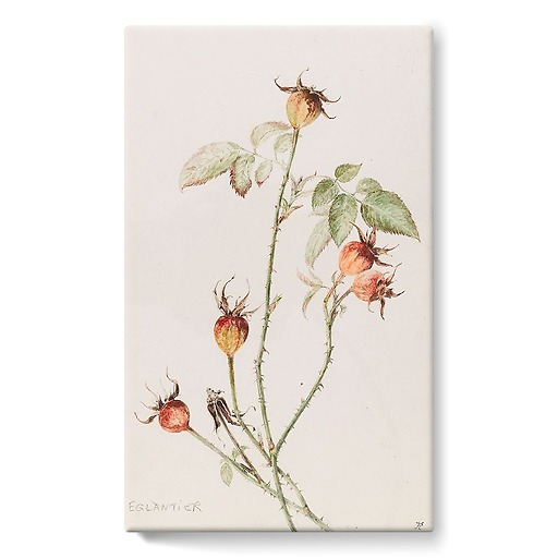 Rosehip - Rosa (stretched canvas)