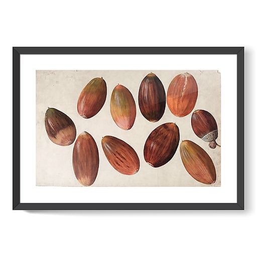 Ten acorns (framed art prints)