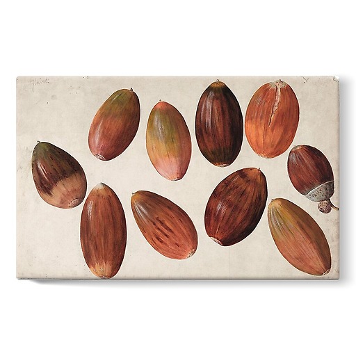 Ten acorns (stretched canvas)