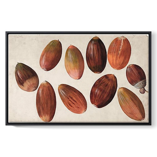 Ten acorns (framed canvas)