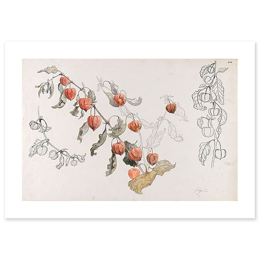 Physalis (canvas without frame)